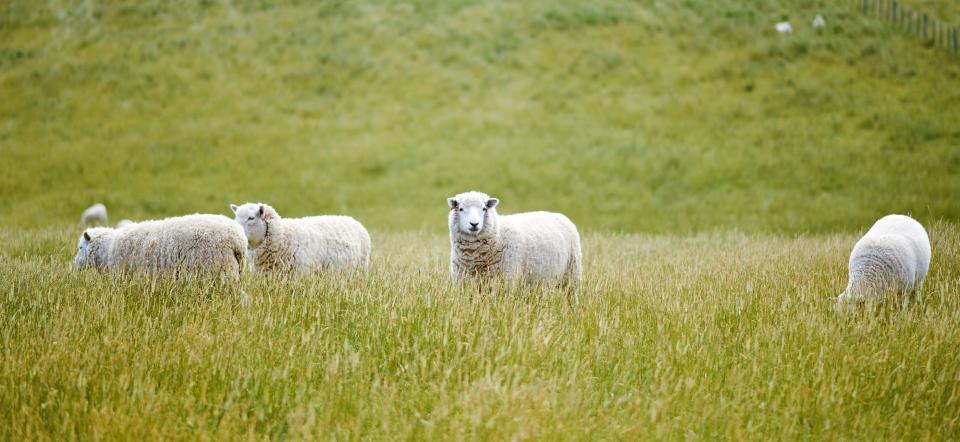 Sheep in a field in spring