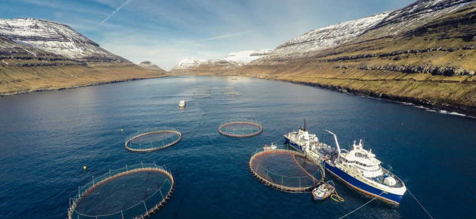 Bakkafrosts fiskeanlæg på Færøerne