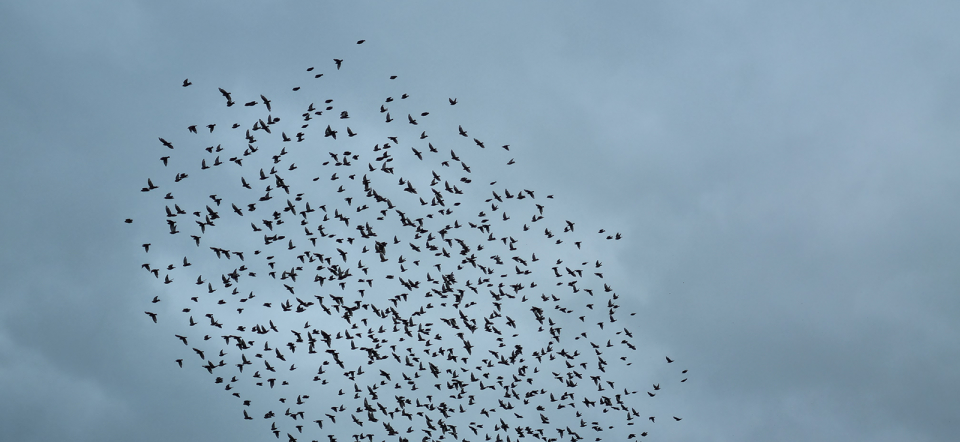 Birds_Inge Nandrup