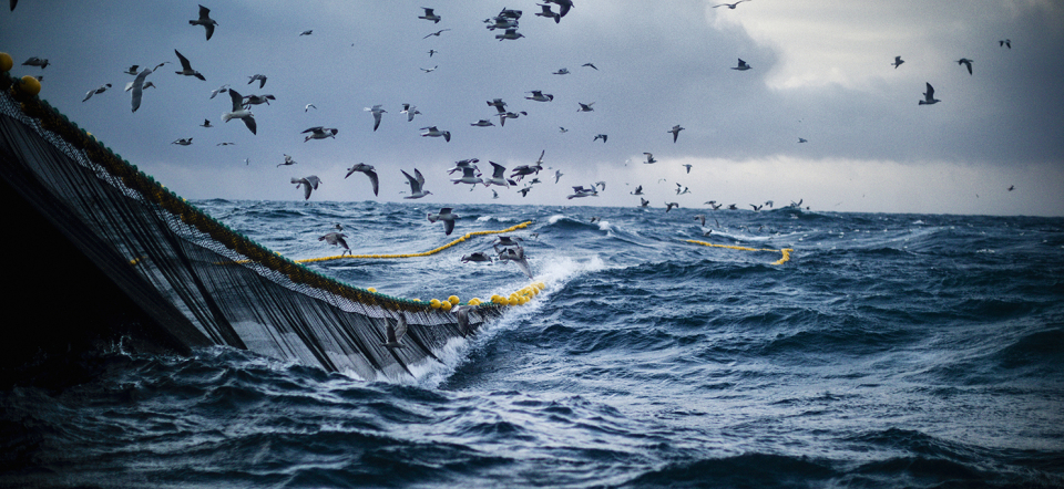 Large fishing net in the ocean, with seagulls flying above