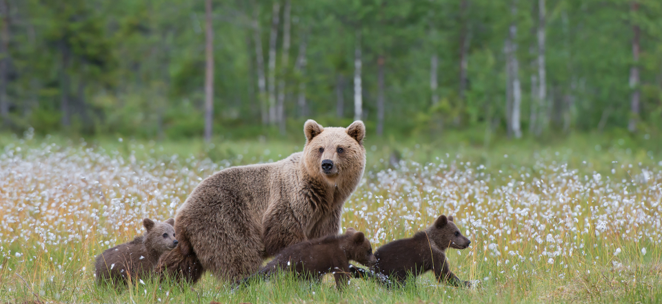 Hunbjørn og tre bjørneunger i en skov i Finland.