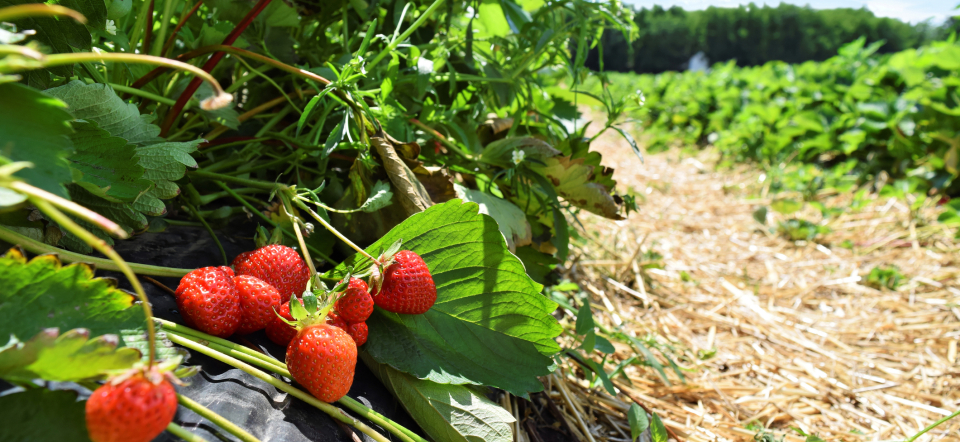 Strawberry field