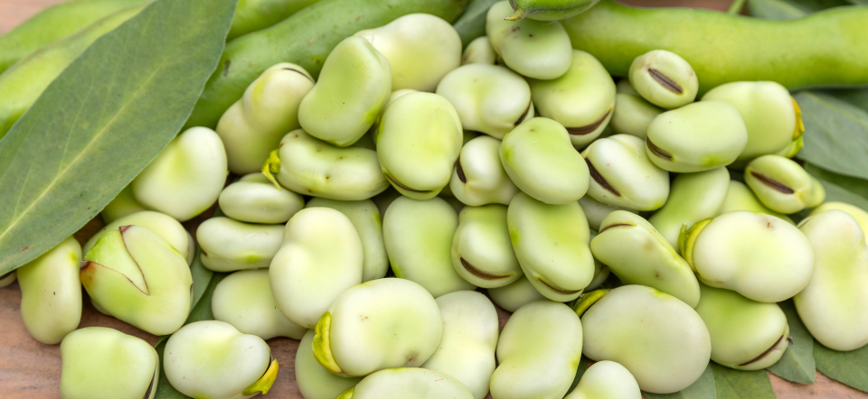 Faba beans