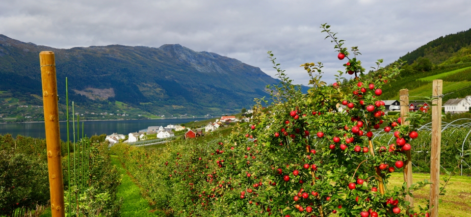 Apples and mountains