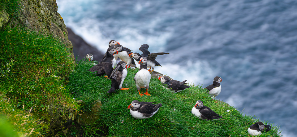Puffins in the Faroe Islands