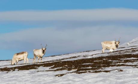Reindeers in snow.