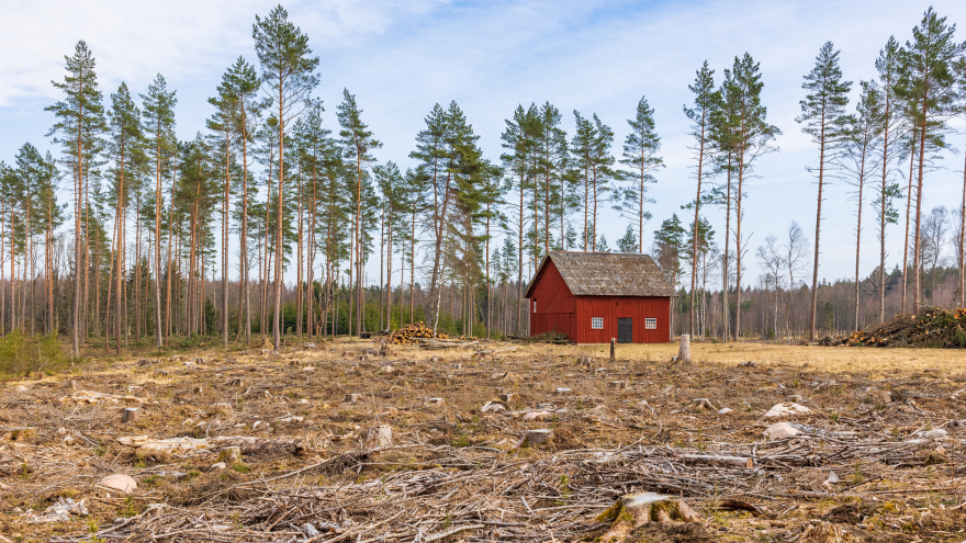 A foreste and a red house. Many of the trees have been cut down.