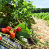 Strawberry field